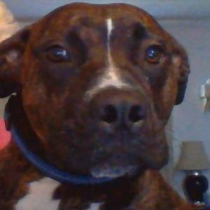 Meet your Posher, Sunny